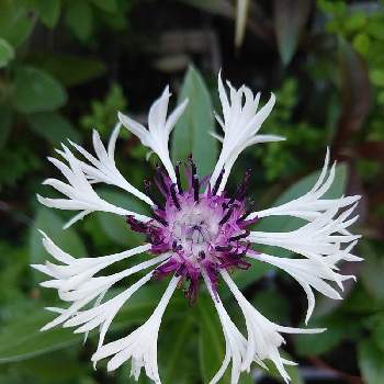 セントーレア パープルハートの投稿画像一覧 Greensnap グリーンスナップ