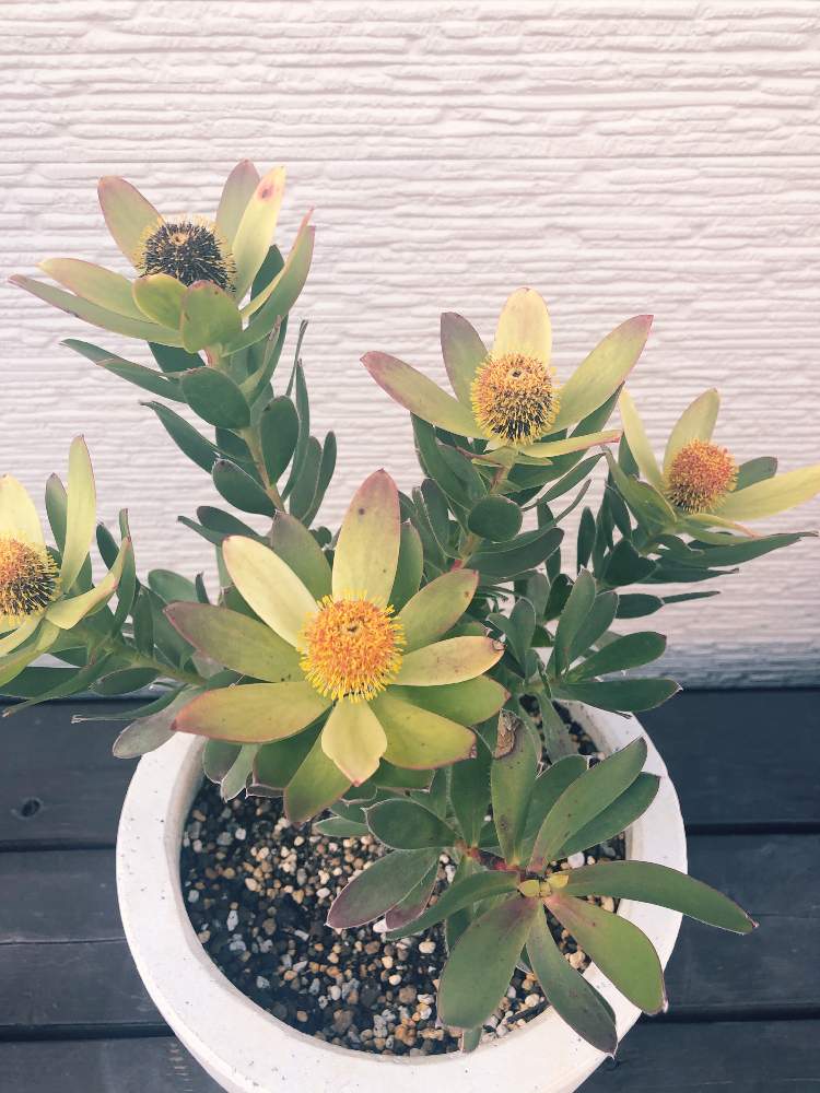 リューカデンドロンの投稿画像 By ミルキさん サマーサン 21月4月18日 Greensnap グリーンスナップ