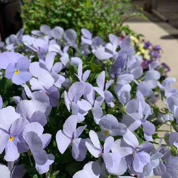 ビオラ ビビ ヘブンリーブルーの投稿画像一覧 Greensnap グリーンスナップ