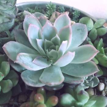 鳥被害の投稿画像一覧 Greensnap グリーンスナップ