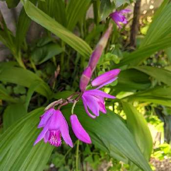 紫色の野草の花の投稿画像一覧 Greensnap グリーンスナップ