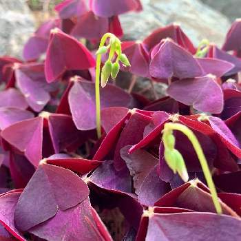 オキザリス トリアングラリスの投稿画像一覧 Greensnap グリーンスナップ