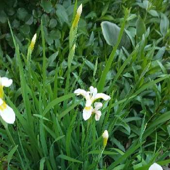 白あやめの投稿画像一覧 Greensnap グリーンスナップ