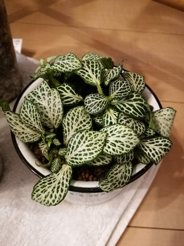 フィットニア Greensnap グリーンスナップ フィットニア Greensnap グリーンスナップ