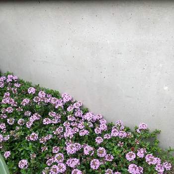 クリーピング タイム❇︎の画像 by hagohagoさん | 小さな庭とクリーピング タイムと小さな花壇とハーブ　タイムとおうち園芸と宿根草大好き！と花のある暮らしとグランドカバーとクリーピング タイム❇︎と小さなお庭