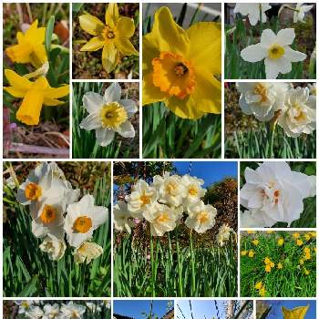 すいれんの花の画像 by ゆりさん | 畑とすいせんときいろとまっしろと八重咲きとはるとすいれんの花とかわいい花とすいせん◇としろいはな