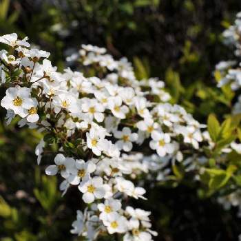 初春の花の投稿画像一覧 Greensnap グリーンスナップ