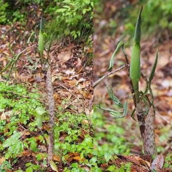 マムシグサ花の投稿画像一覧 Greensnap グリーンスナップ