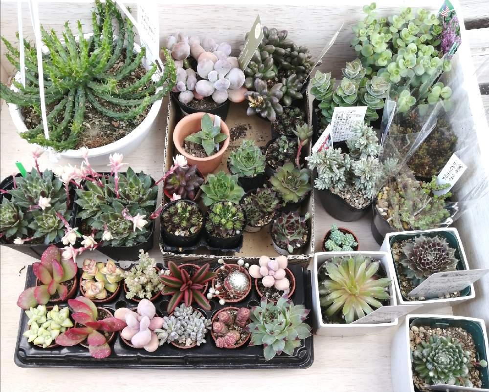 多肉植物の投稿画像 By みちゃさん 戦利品と花と緑のある暮らしと多肉植物が好きな人と繋がりたいと センペルビウムとセンペルビウム とセンペルちゃんと多肉とみどりのマルシェと多肉植物のある暮らしとセンペルビウム属と今日の戦利品と多肉だいすきと多肉好きな人と