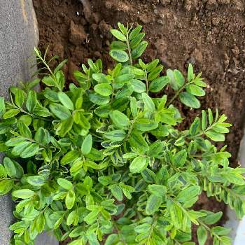 ロニセラ レモンビューティの投稿画像一覧 Greensnap グリーンスナップ