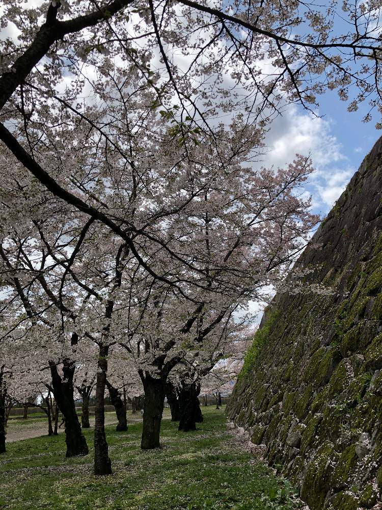 さくら サクラ 桜の投稿画像 By とんかちおじさんさん 岩手県と盛岡城趾公園と石垣と岩手公園とはるが来た とビタミン Fと花のある暮らしと ビタミンfとさくらと 21桜 フォトコンテスト 21月4月18日 Greensnap グリーンスナップ