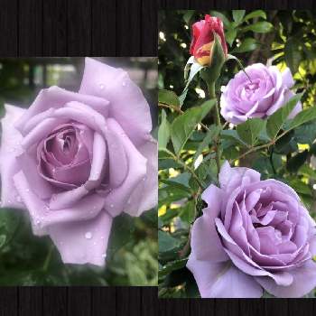 薔薇ブルーバユーの画像 by mutsuchiyanさん | 小さな庭と薔薇ブルーバユーと薔薇好きと癒しと愛しいとエネルギーとありがとうと美しいと休日のひと時とガーデニングと小さな小さな庭と花のある暮らしと薔薇♪とバラ.プルーバユーと頑張るばい！熊本！と薔薇の花