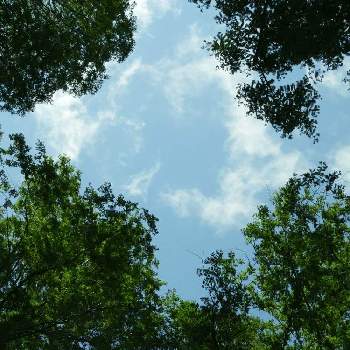 雲取りの画像 by m＆oさん | 窓辺と都立水元公園と雲仲間と空撮りとメタセコイアの森からと今朝の散歩道と今朝の１枚と雲取りと散策中に
