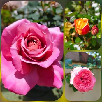 バラ ラ ドルチェ ヴィータの投稿画像一覧 Greensnap グリーンスナップ