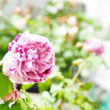 写真撮ってる人と繋がりたいの画像 by TATOさん | 小さな庭とバラとバリエガータ デ ボローニャと季節を感じる♪とファインダー越しの私の世界と花が咲く笑顔咲く PWフォトコン2021~キュン♡した瞬間部門~とバラの記録と春の庭とおうち園芸とバラ好きさんと繋がりたいと薔薇♪と我が家のバラと写真撮ってる人と繋がりたいとバラを楽しむとOLYMPUS OM-D E-M10と自慢のバラ_2021