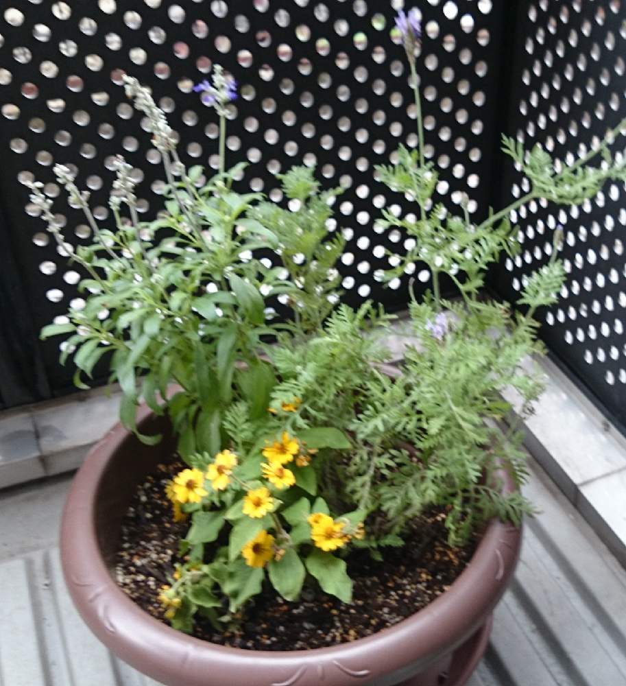 ラベンダーの投稿画像 By ユイさん メランポジューム 21月4月18日 Greensnap グリーンスナップ