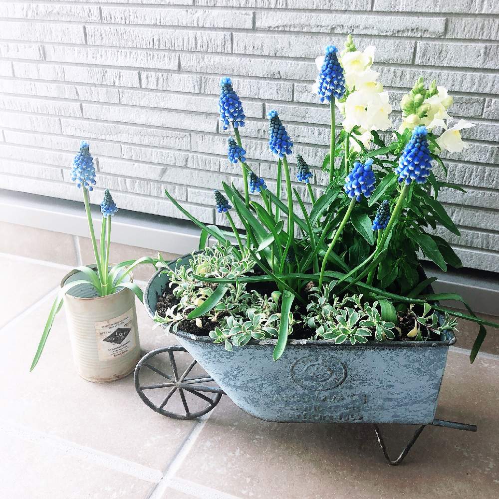 シレネの投稿画像 By Doremiさん ムスカリと金魚草と 秋植え球根21 フォトコンテスト 21月4月19日 Greensnap グリーンスナップ