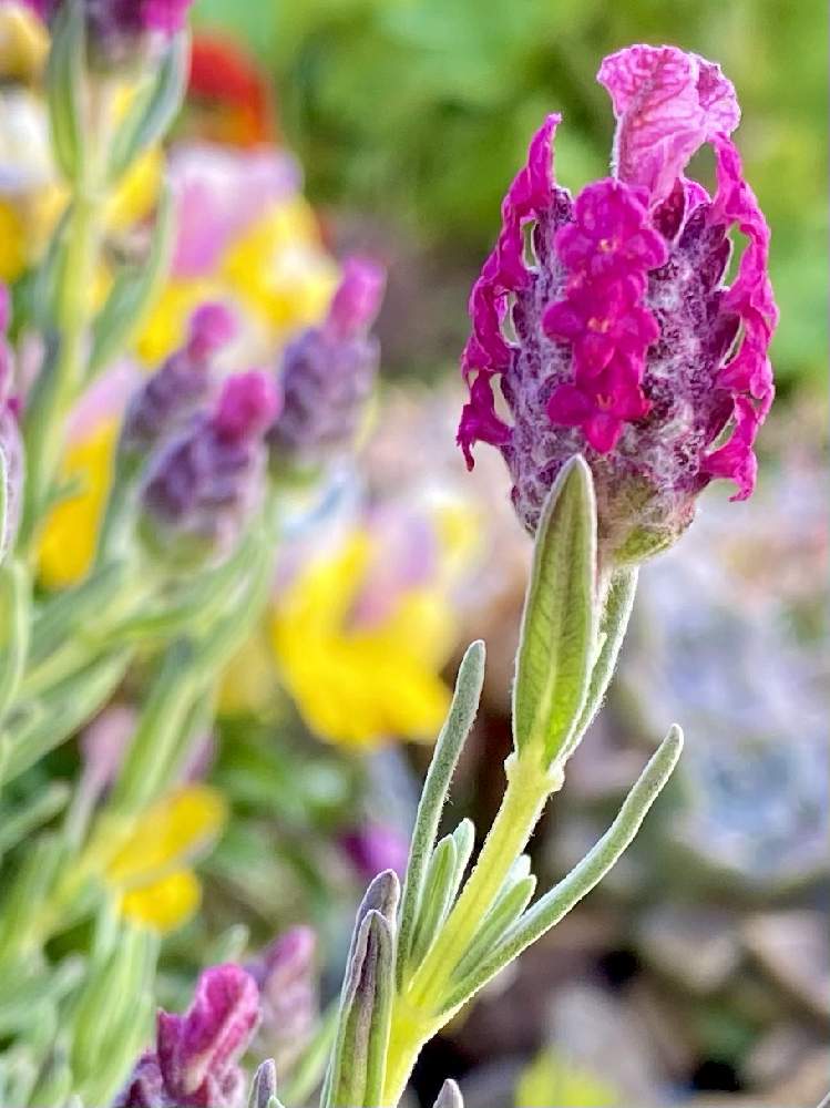 フレンチラベンダー キューレッドの投稿画像 By おちょさん シルバーの葉っぱと花壇の花とピンク大好きと家の庭風景ときれいな色とフレンチ ラベンダー とガーデニングと可愛いピンク色 とラベンダーキューレッド 21月4月19日 Greensnap グリーンスナップ
