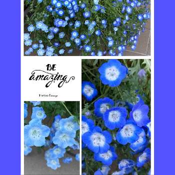 ネモフィラ ルリカラクサ 瑠璃唐草 の投稿画像一覧 Greensnap グリーンスナップ