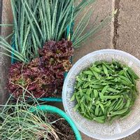 ワケギの育て方 植え付けや収穫方法は 球根の掘り上げ方は Greensnap グリーンスナップ