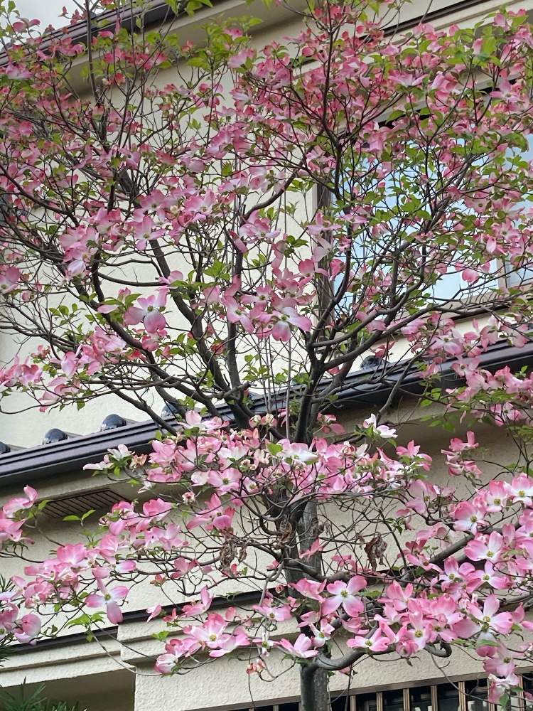 ハナミズキの投稿画像 By Manabeさん ハナミズキ 赤と花水木 はなみずき ピンク色とミズキ科とミズキ属 21月4月19日 Greensnap グリーンスナップ
