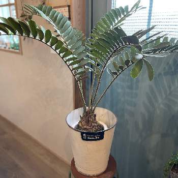 ザミアの育て方 管理する温度や水やりのコツは Greensnap グリーンスナップ