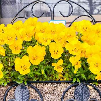 さわやかな朝の画像 by ひよこさん | 玄関とさわやかな朝とありがとう♡と植物だいすきと大好きと元気もらえると黄色のお花と綺麗とビオラ☆とうれしい！と花のある暮らしと小さな花とかわいいな♡とげんき！