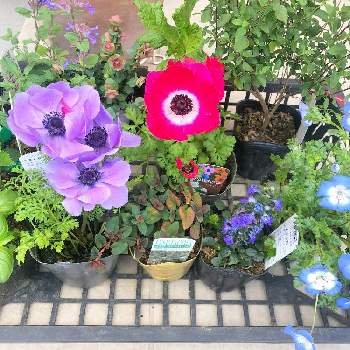 花の苗の投稿画像一覧 Greensnap グリーンスナップ