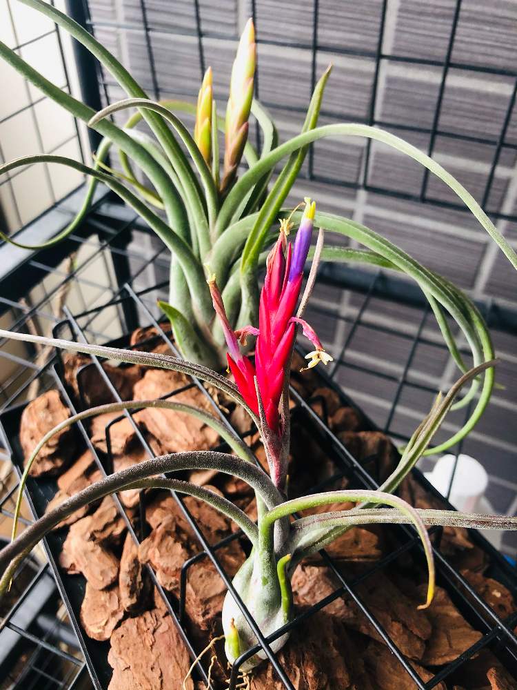 カプトメデューサエの投稿画像 By Bmtbmkさん エアプランツ チランジアとみどりのある暮らしとエアプランツ ティランジアとおうち園芸とティランジア属とチランジア属とエアプランツ 21月4月19日 Greensnap グリーンスナップ カプトメデューサエの投稿画像 By Bmtbmkさん エアプランツ チランジアとみどりのある暮らしとエアプランツ ティランジアとおうち園芸とティランジア属とチランジア属とエアプランツ 21月4月19日 Greensnap グリーンスナップ