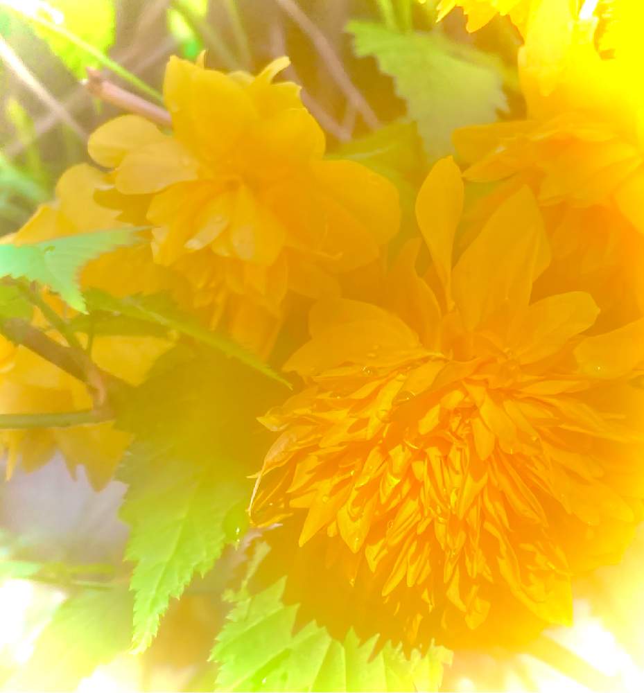 山吹の花の投稿画像 By ヒーちゃんさん 誕生花と花言葉と八重咲きときいろいはなと今日はなんの日 21月4月19日 Greensnap グリーンスナップ