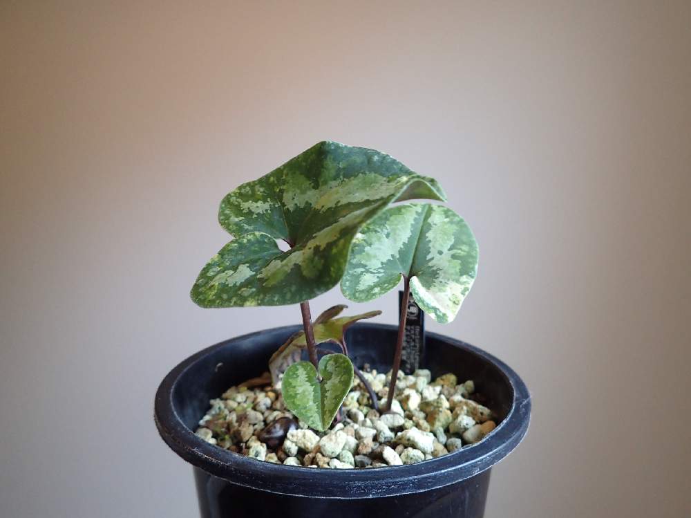 激レア模様！大輪寒葵 タイリンカンアオイ 古典園芸植物 【公式通販】