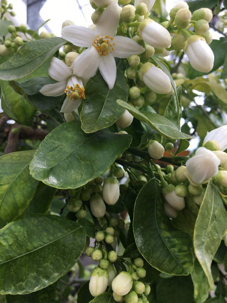 癒される の投稿画像 By こころんさん グレープフルーツの花といい香りと白い花と小さな花 21月4月19日 Greensnap グリーンスナップ