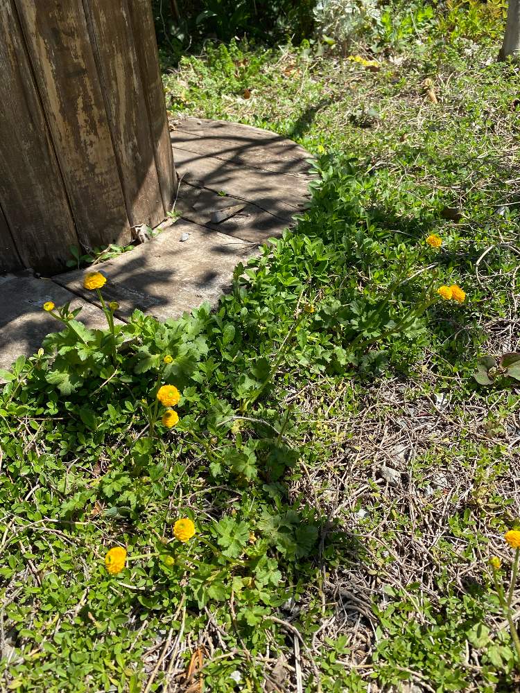 ラナンキュラスの投稿画像 By あらともさん ラナンキュラスゴールドコイン 21月4月19日 Greensnap グリーンスナップ