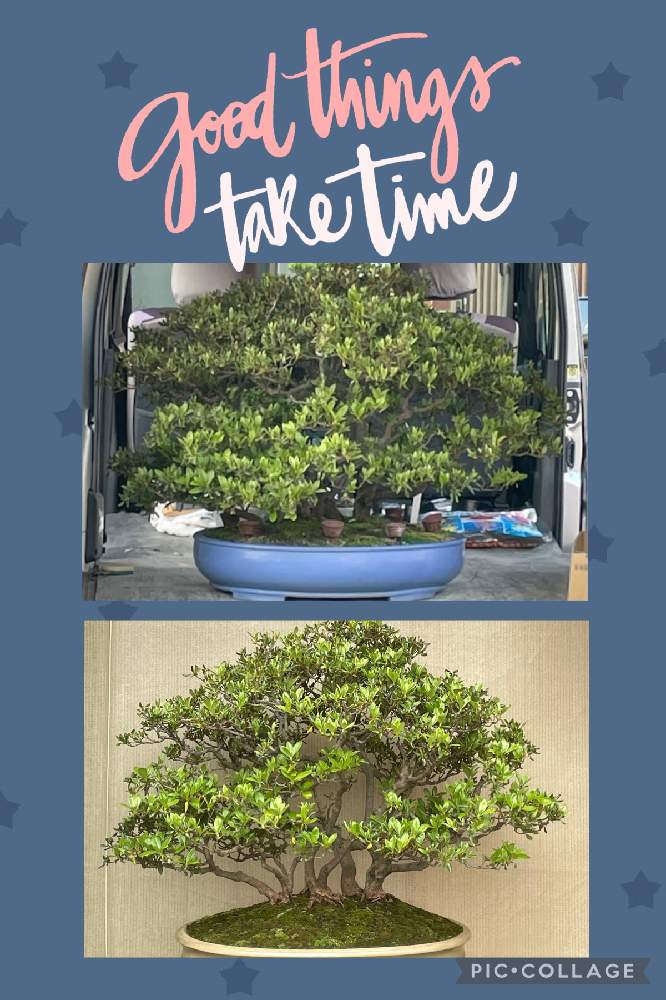 盆栽の投稿画像 By Ryo Ggさん 植え替えとサツキ盆栽と改作 21月4月19日 Greensnap グリーンスナップ