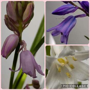 釣鐘水仙 紫の投稿画像一覧 Greensnap グリーンスナップ