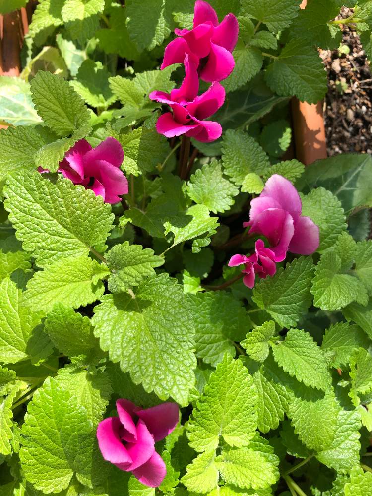 ハーブの投稿画像 By Fleur さん ピンクとレモンバーム 21月4月19日 Greensnap グリーンスナップ