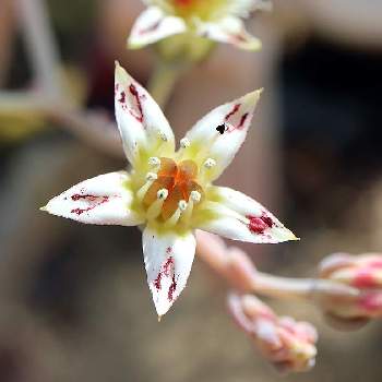 下関市園芸センターの投稿画像一覧 Greensnap グリーンスナップ