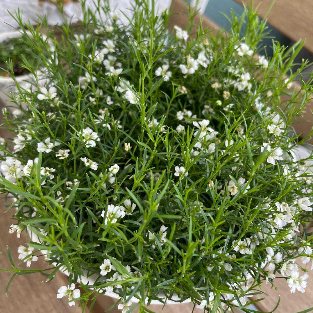 かすみ草成長記｜🍀GreenSnap（グリーンスナップ）