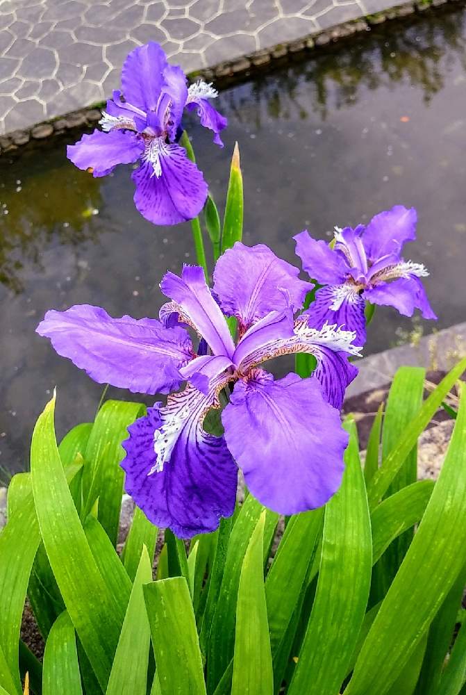 アヤメ科の投稿画像 By みいちゃんさん イチハツ とイチハツの花とイチハツとアヤメ科とイチハツ とイチハツの花 21月4月19日 Greensnap グリーンスナップ Greensnap グリーンスナップ