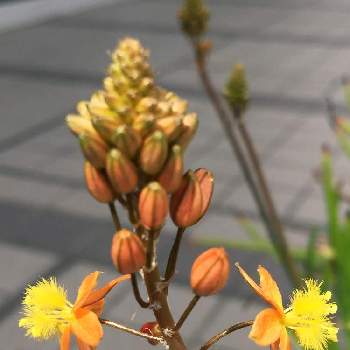 花アロエの投稿画像一覧 Greensnap グリーンスナップ