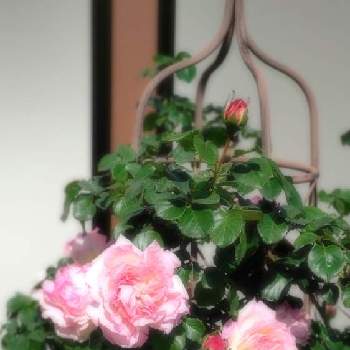バラ　オーブの画像 by さくらさん | 小さな庭とお花を楽しむとばら バラ 薔薇と癒しとピンク❤︎ピンクとおうち園芸とバラ　オーブといい香りと可愛いと花のある暮らしとロザリアンとバラを楽しむ