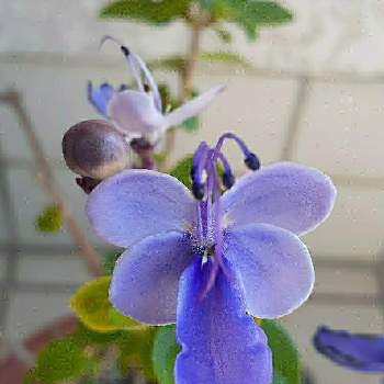 ブルーバタフライの投稿画像一覧 Greensnap グリーンスナップ