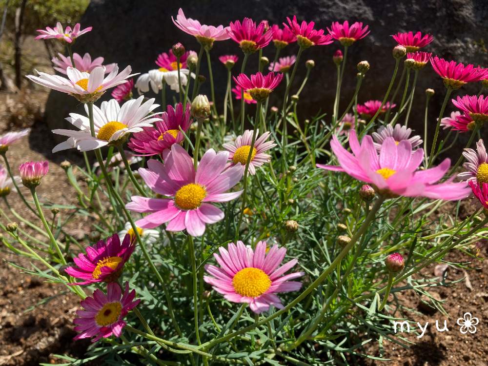 マーガレット の投稿画像 By みゅぅ さん 花言葉 真実の愛と花が好き と 花のある暮らし 21月4月19日 Greensnap グリーンスナップ