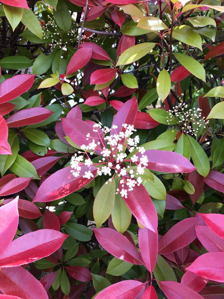 レッドロビンの投稿画像 By しずりんさん 21月4月19日 Greensnap グリーンスナップ