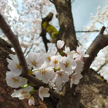 桜・そめいよしのの画像 by みーさん | 桜・そめいよしのと花のある暮らしとさんぽ道
