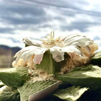 玉牡丹の投稿画像一覧 Greensnap グリーンスナップ