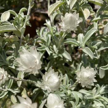 ヘリクリサム ホワイトフェリーの投稿画像一覧 Greensnap グリーンスナップ