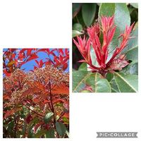 レッドロビンの育て方 苗の植え方や肥料の与え方は 鉢植えでも育つ Greensnap グリーンスナップ レッドロビンの育て方 苗の植え方や肥料の与え方は 鉢植えでも育つ Greensnap グリーンスナップ