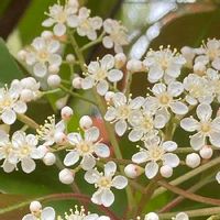 レッドロビンの育て方 苗の植え方や肥料の与え方は 鉢植えでも育つ Greensnap グリーンスナップ レッドロビンの育て方 苗の植え方や肥料の与え方は 鉢植えでも育つ Greensnap グリーンスナップ