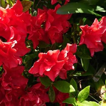 赤いツツジの画像 by シャルルさん | 小さな庭と赤い花と花のある暮らしと赤いツツジ